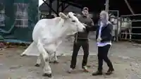 Nino und sein Vater bändigen ein Chianina Rind. 